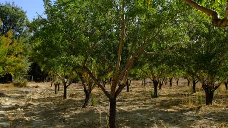 Crecer-Almendro