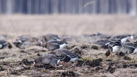 Große-Herde-Von-Blässgänsen-Und-Anderen-Gänsen-Während-Des-Frühjahrszugs,-Die-Sich-Auf-Der-Wiese-Ausruhen-Und-Fressen,-Heben-Ab