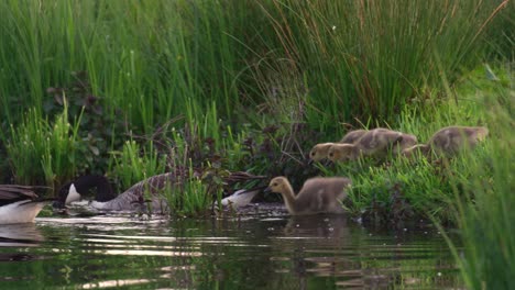 Familie-Von-Kanadagänsen-Stürzt-Sich-Vom-üppigen-Flussufer-Ins-Wasser,-Niedliche-Gänschen