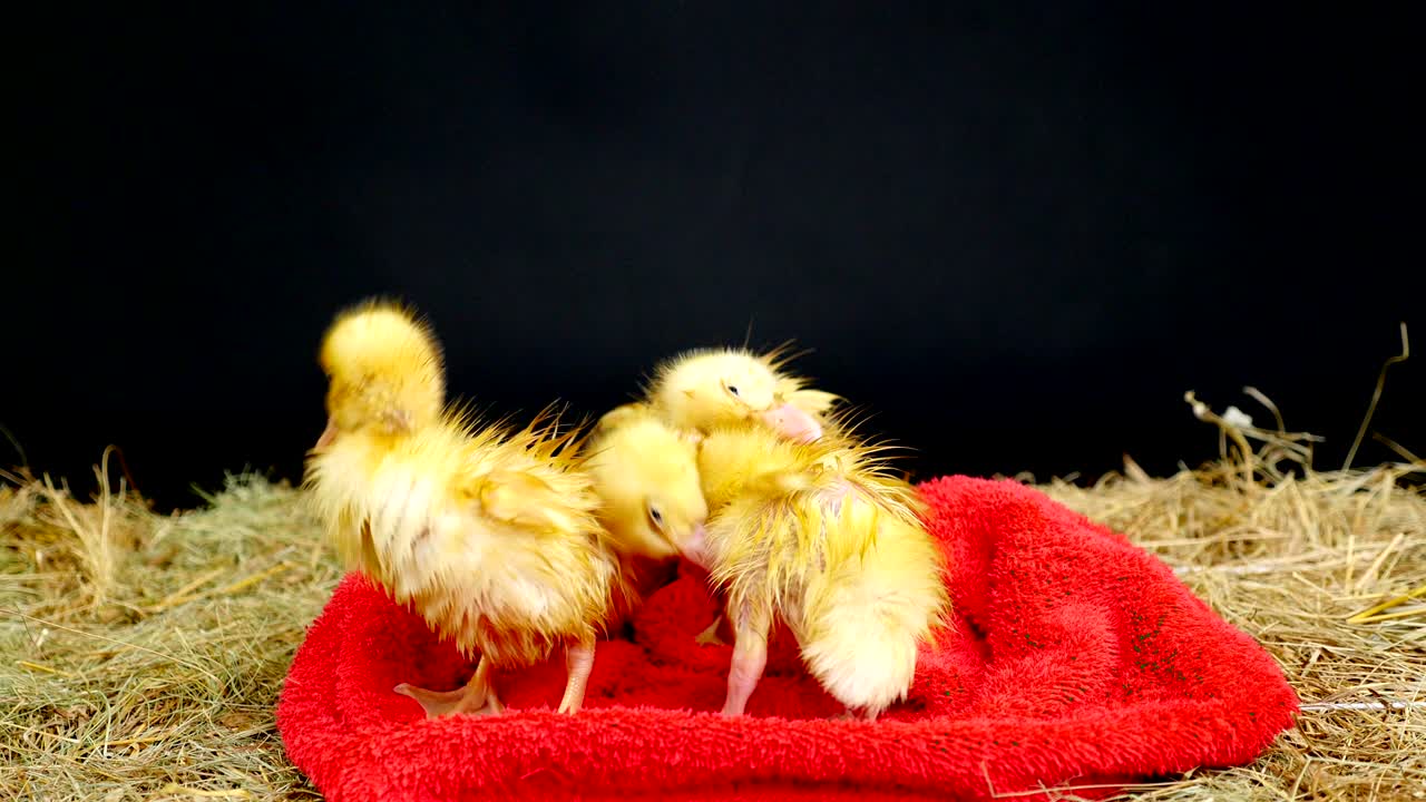 primer plano, tres pequeños patitos amarillos son divertidos para limpiarse, limpiado después de bañarse, procedimientos de agua. de pie en una toalla de terry roja, en el heno