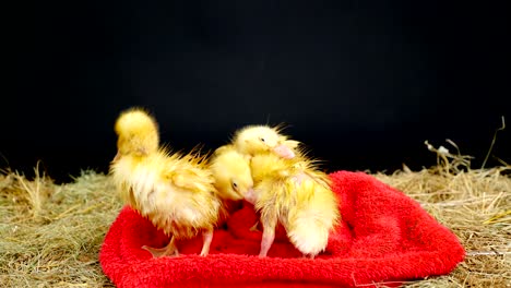 primer plano, tres pequeños patitos amarillos son divertidos para limpiarse, limpiado después de bañarse, procedimientos de agua. de pie en una toalla de terry roja, en el heno