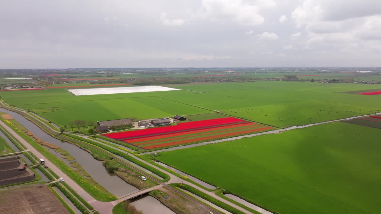 Veduta aerea di terreni agricoli fioriti di tulipani e mucche all'ora d'oro