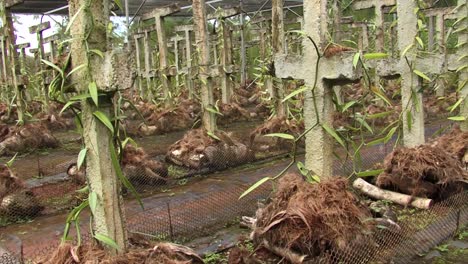 finca de vainilla en uturoa, raiatea, islas de la sociedad, polinesia francesa