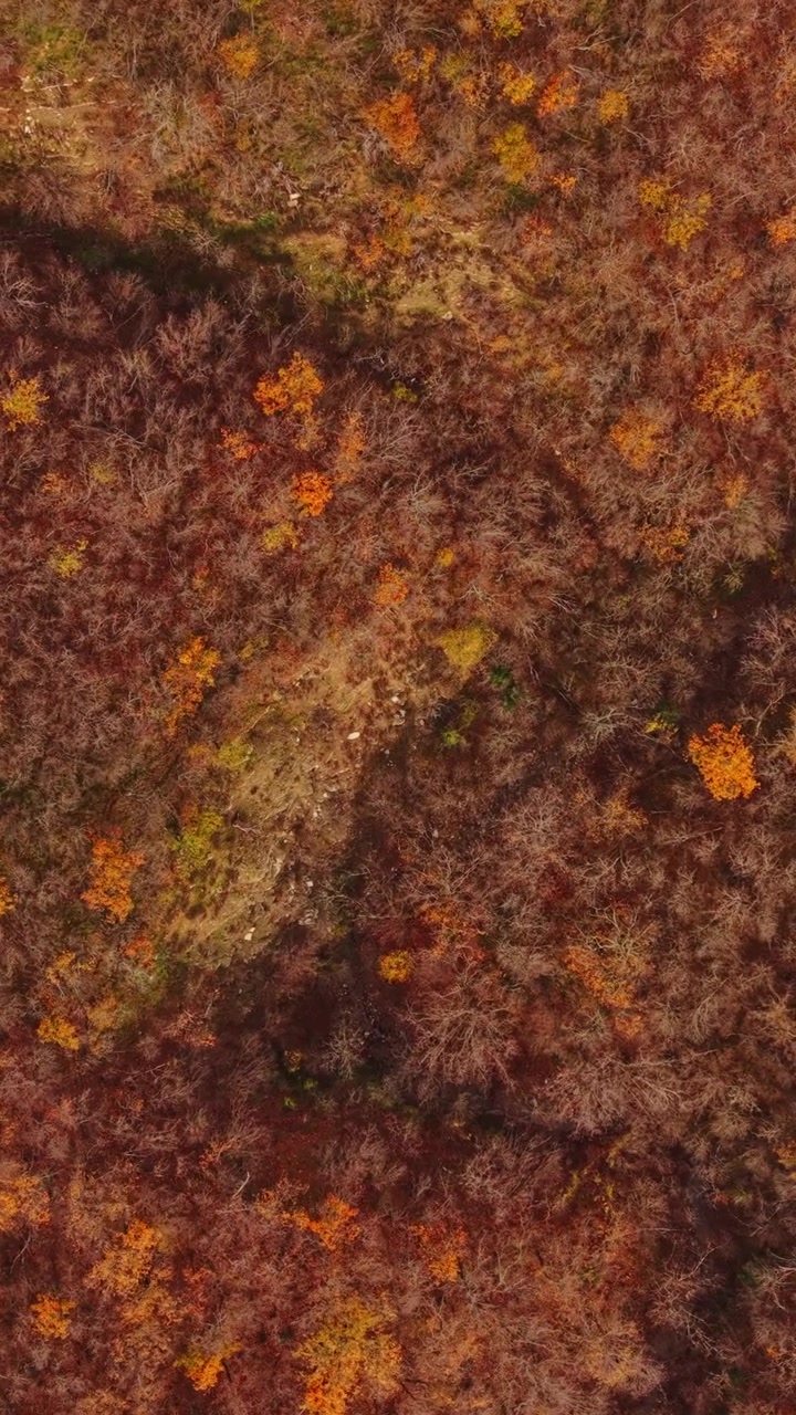 Splendida vista aerea del fogliame autunnale nel paesaggio boscoso della Bulgaria.