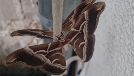 Static-close-up-shot-of-two-brown-giant-moth-from-above