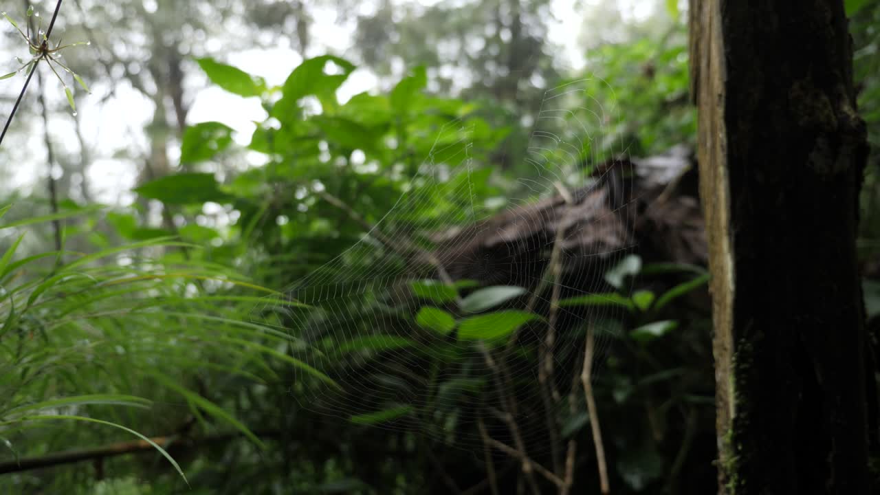 Spiderweb in the humid forest in Colombia