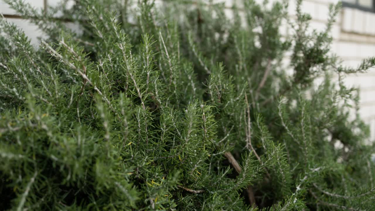 Slow push-in toward fresh rosemary growing in a backyard herb garden, perfect for organic cooking and gardening content
