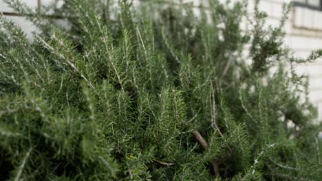 slow push-in toward fresh rosemary growing in a backyard herb garden, perfect for organic cooking and gardening content