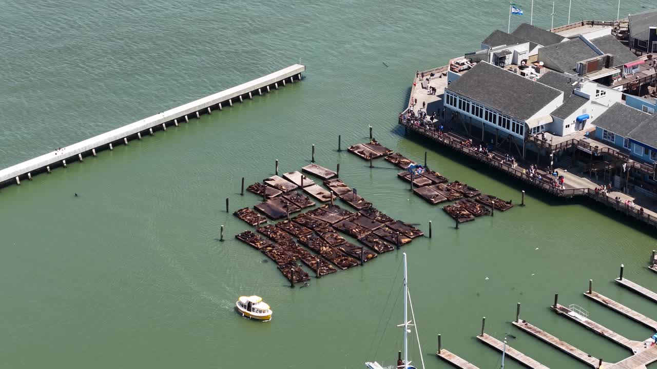 San Francisco USA, Drone Shot of Sea Lions on Wooden Platform at Pier 39