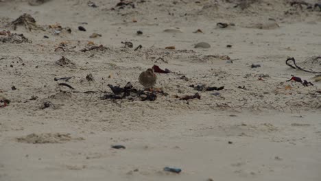 Single-bird-digging-sandy-ocean-coastline-beach-to-search-for-food,-handheld-view
