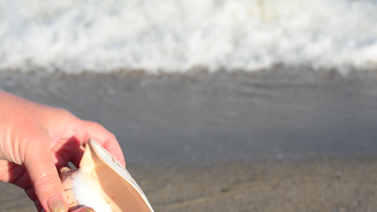 Conchiglia marina in una mano. Spiaggia. Scatto sulla spiaggia