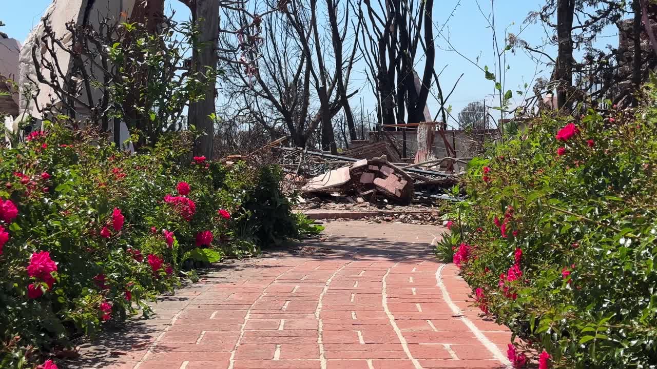 Handheld close-up booming down shot of a beautifully landscaped brick walkway leading to a burned property in Pacific Palisades, California. 4K