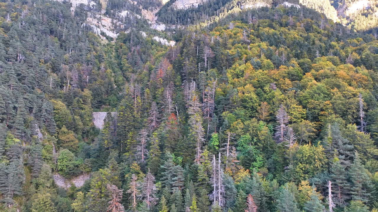 Flight close into the richly forested hillside of Canfranc's Epifanio Ravine