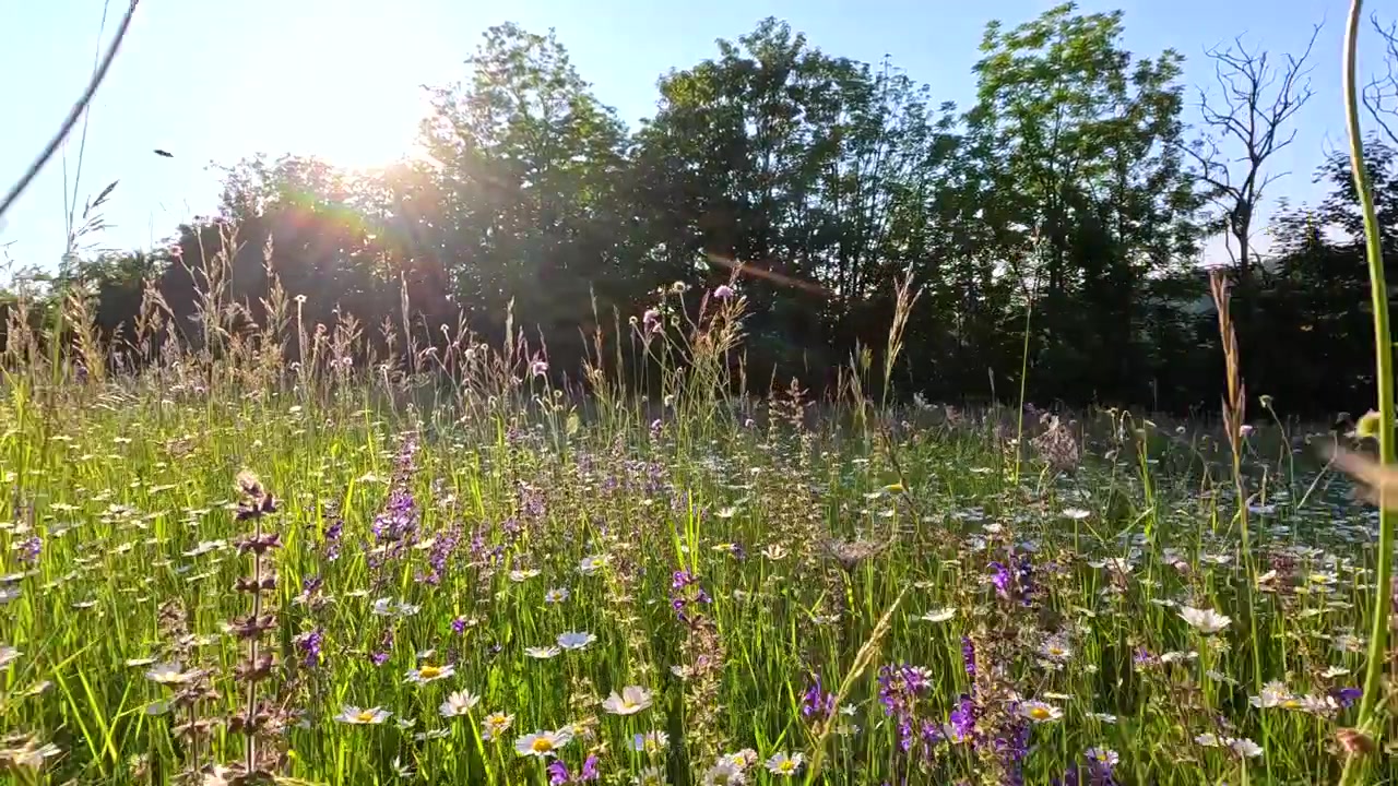 Sporingsskudd i lav vinkel gjennom en blomstrende våreng under sterkt ettermiddagssollys.