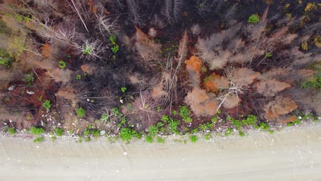vista a vista de pájaro de un bosque de pinos altos rejuveneciendo pero mostrando cicatrices de fuego salvaje