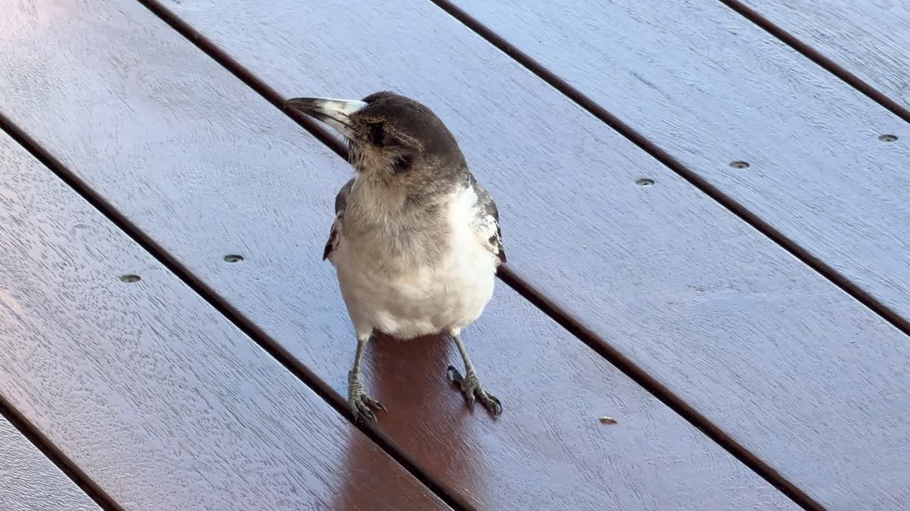Australian butcherbird stands alert on outdoor decking, turning head, natural daylight, steady camera