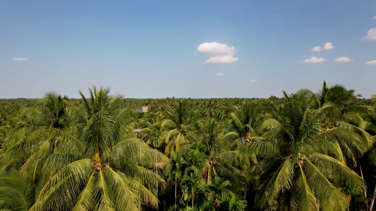 Flying among coconut palm trees in Bến Tre, Vietnam, Asia.