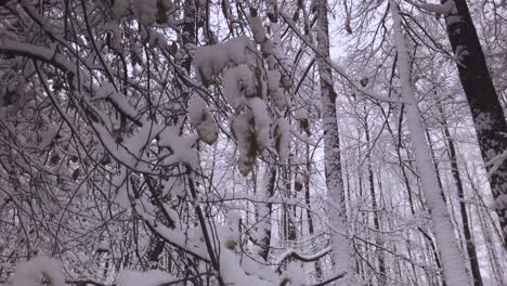 País-De-Las-Maravillas-De-Invierno-En-Bosque-Nevado-En-Polonia,-Primer-Plano