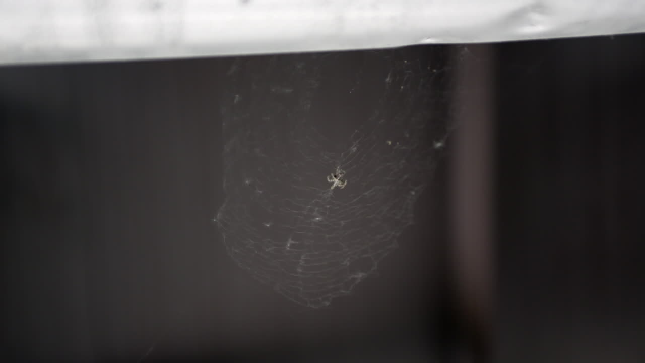 거미가 공격하는 개미가 거미줄에 빠진다