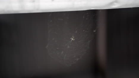 una araña ataca a una hormiga que cae en una telaraña.