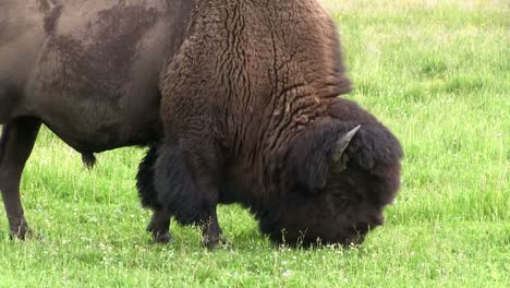 un bisonte busca alimento en los pastizales 1