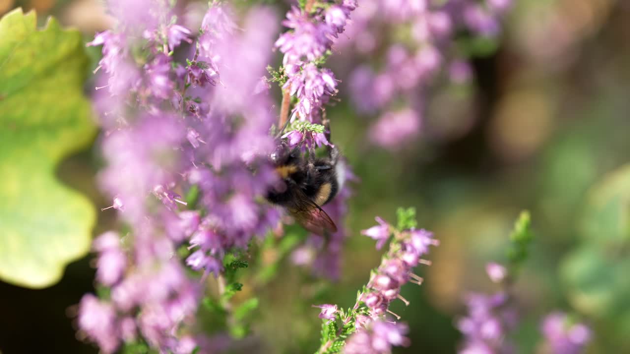 A macro shot of a bee hanging upside down on a common heather flower (Calluna vulgaris) in Sweden. The fine details of the bee’s fuzzy body and delicate wings are visible as it gathers nectar.