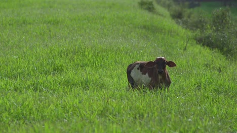 Vaca-En-El-Hermoso-Prado