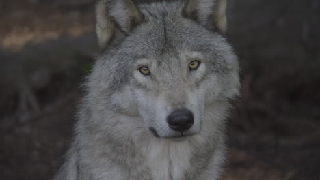 Un-Lobo-Gris-Acechando-Por-El-Bosque-Del-Desierto-Del-Norte