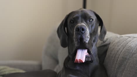 female blue great dane yawning on the couch