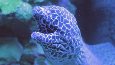 A-close-up-view-of-A-view-of-the-Moray-open-and-close-their-mouths-to-move-water-through-their-gills-for-respiration-having-blue-check-design-fish-in-the-sea