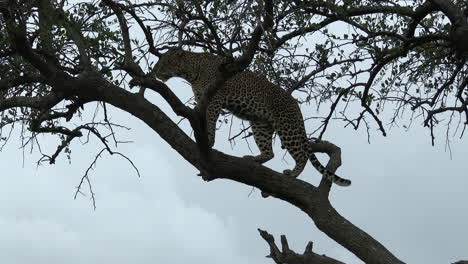 leopard standing up on a branch and looks in distance for prey, during sunset, maasai mara, kenya