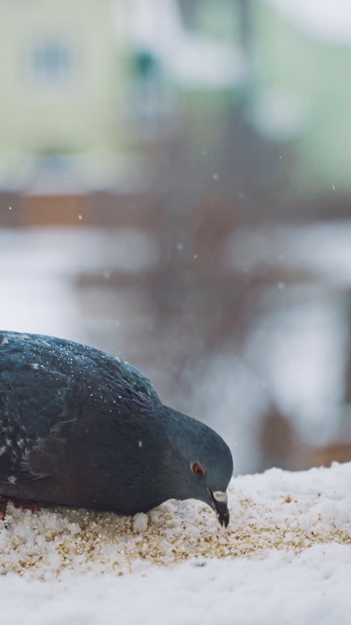 Pigeons feeding on seeds in winter. Birds on the streets of the city. Vertical video