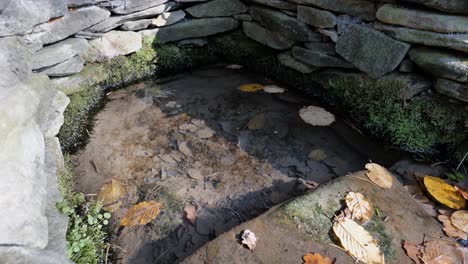 Common-pond-skater-and-fallen-beech-leaves-on-a-surface-of-a-small-pond-and-well-in-autumn