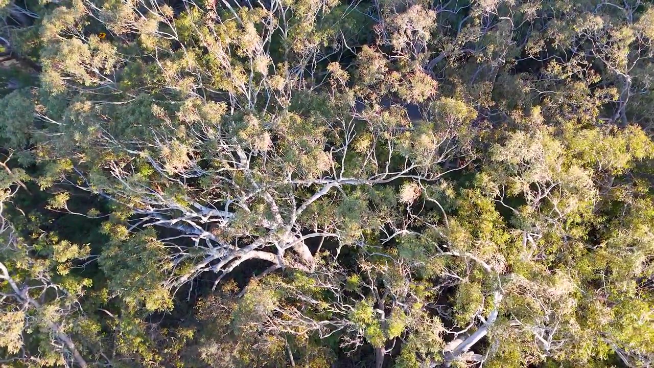 Vista aérea de drone da densa copa da floresta de eucaliptos em Nelson Bay, Nova Gales do Sul