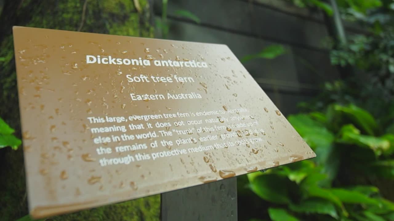 싱가포르의 창이 공항 녹지 정원 부드러운 나무 고사리