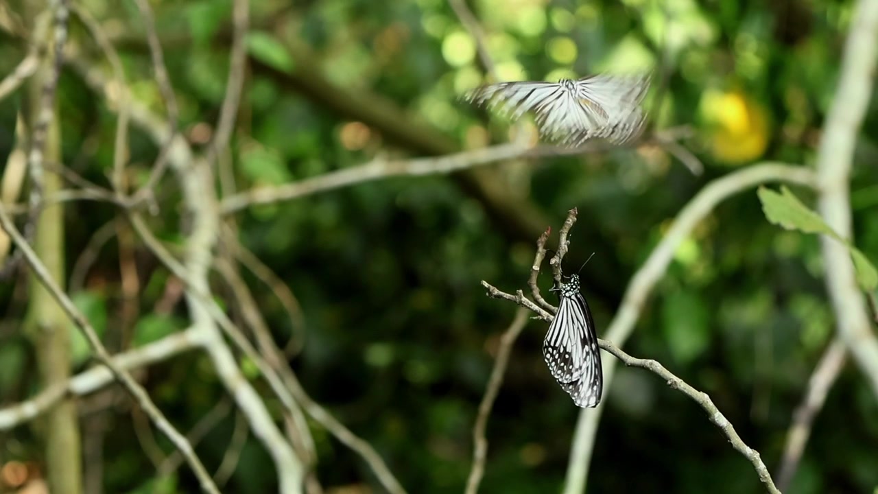 Smukke slow motion-optagelser af en han-glasvinget tigerfugl, Parantica aglea, der udviser naturlig parringsadfærd, mens den nærmer sig en hun, der sidder roligt på en trægren.