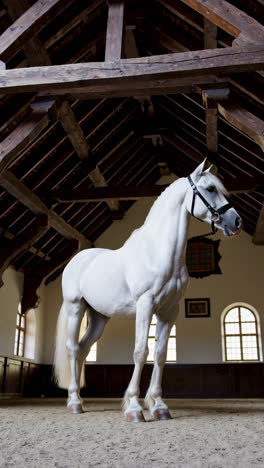white andalusian horse in a stable