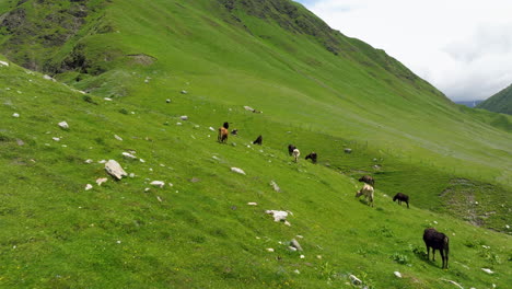 vacas pastando en las verdes montañas de ushguli en georgia - fotografía aérea de un dron