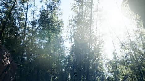 Lanscape-of-bamboo-tree-in-tropical-rainforest,-Malaysia