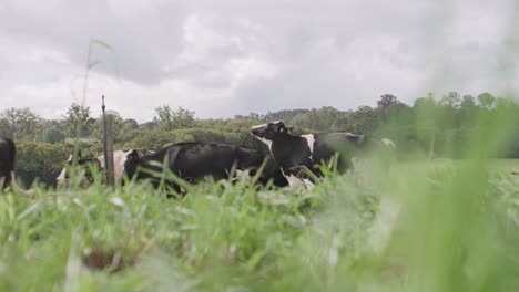 Filmando-Vacas-A-Través-De-La-Hierba-Alta