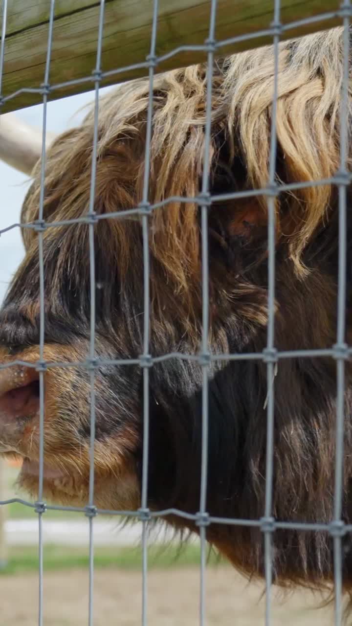 Highland cow near a fence looking through with shaggy hair and big eyes