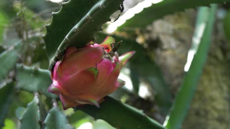 dragonfruit todavía adherido a la planta de cactus en forma natural