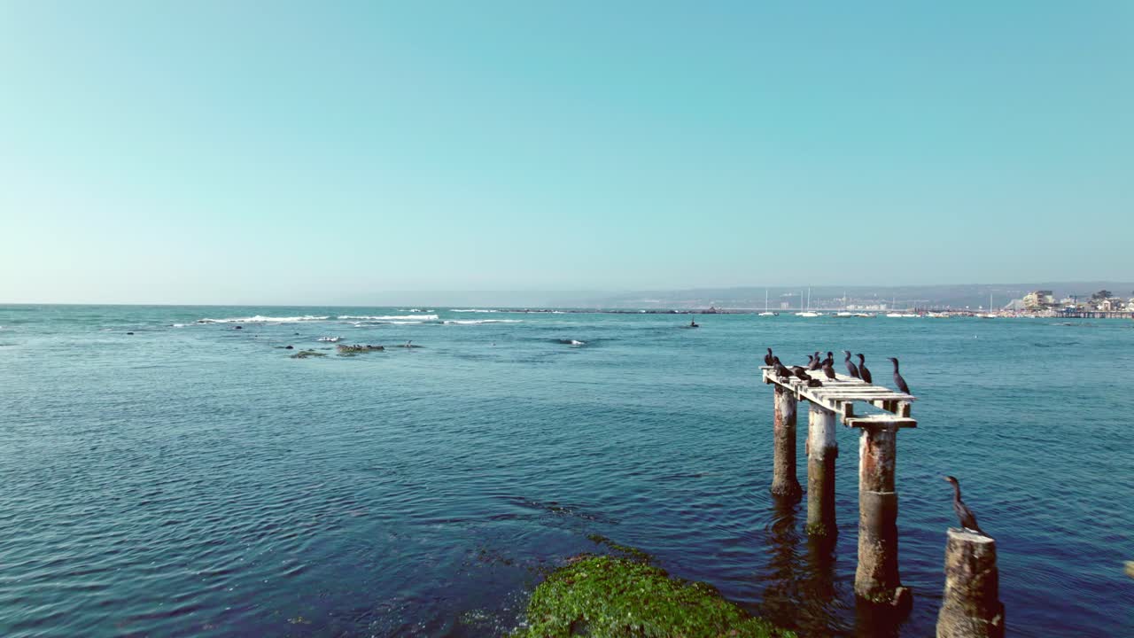 해변의 가장자리에 검은 새에 의해 건설되고 점령 된 결코 부두에 대한 지원에 확대