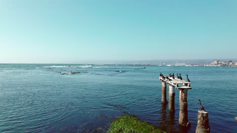 Zoom-in-on-supports-for-a-pier-never-built-and-occupied-by-black-birds-on-the-edge-of-a-beach