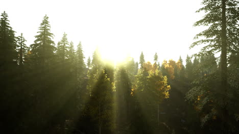 beautiful natural landscapes in carpathian mountains