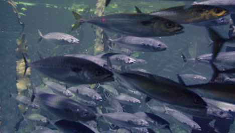 school of mackerel in aquarium