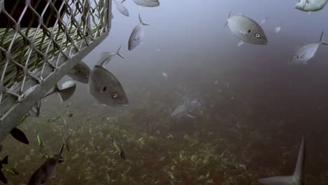 Gran-Tiburón-Blanco-Con-Cicatrices-De-Batalla-Carcharodon-Carcharias-4k-Primer-Plano-De-Tiburón-Con-Cicatrices-Islas-Neptuno-Sur-De-Australia