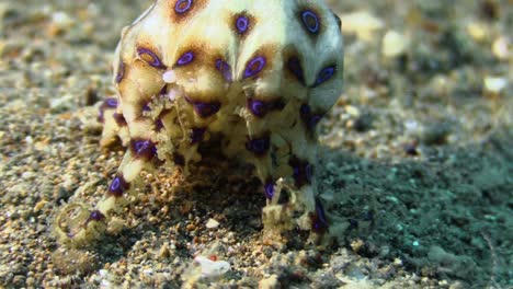 pregnant female blue-ringed octopus with eggs on sandy bottom, camera pan from head to mantle with enclosed eggs