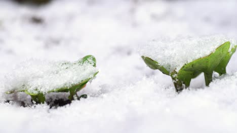 a row of young radishes growing outside in a garden covered by unexpected snow precipitation