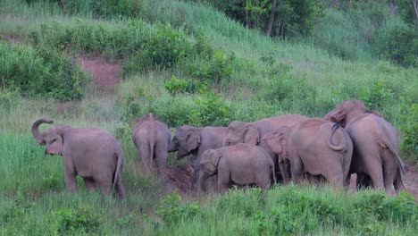 Indian-Elephant,-Elephas-maximus-indicus,-Khao-Yai-National-Park,-Thailand